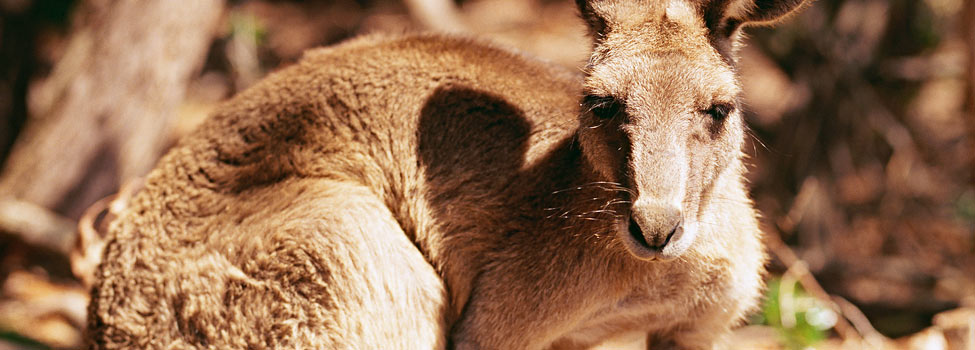 Australien