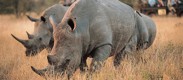 Kenyasafari - Amboseli, Tsavo West Safari - 3 dagar