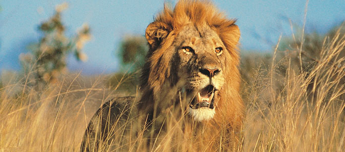Kenyasafari - Flying Safari - 3 dagar